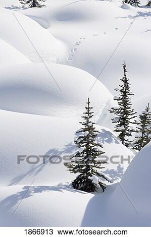 Stock Image - banff national park, alberta, canada; trees in snow drifts at lake louise. Fotosearch