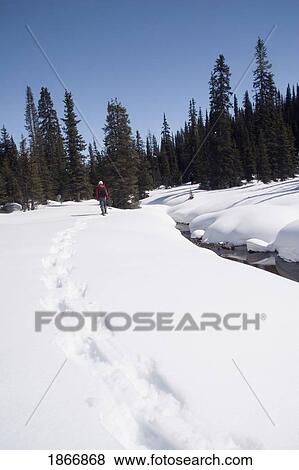 banff national park, alberta, canada; female on snowshoes walking away on the snow banks beside an open creek View Large Photo Image Stock Photo - banff national park, alberta, canada; female on snowshoes walking away on the snow banks beside an open creek. Fotosearch