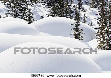 banff national park, alberta, canada; trees in snow drifts at lake louise in winter View Large Photo Image Stock Photograph - banff national park, alberta, canada; trees in snow drifts at lake louise in winter. Fotosearch