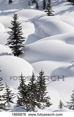 banff national park, alberta, canada; trees in snow drifts at lake louise View Large Photo Image Stock Photograph - banff national park, alberta, canada; trees in snow drifts at lake louise. Fotosearch