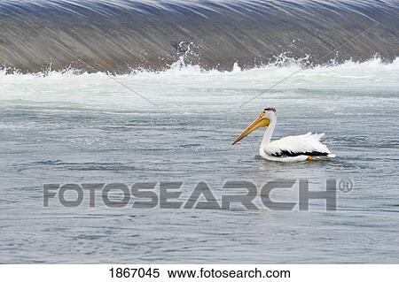 calgary, alberta, canada; american white pelican (p. erythrorhynchos) in the bow river View Large Photo Image Stock Photography - calgary, alberta, canada; american white pelican (p. erythrorhynchos) in the bow river. Fotosearch