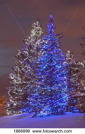 calgary, alberta, canada; christmas lights on evergreen trees at sunset View Large Photo Image Stock Photo - calgary, alberta, canada; christmas lights on evergreen trees at sunset. Fotosearch