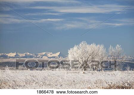 calgary, alberta, canada; frost covered trees in a field with mountains in the background View Large Photo Image Stock Photo - calgary, alberta, canada; frost covered trees in a field with mountains in the background. Fotosearch