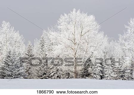 calgary, alberta, canada; frost on the trees in winter View Large Photo Image Stock Image - calgary, alberta, canada; frost on the trees in winter. Fotosearch