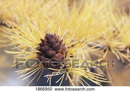 calgary, alberta, canada; pine cone on a larch tree in autumn View Large Photo Image Stock Image - calgary, alberta, canada; pine cone on a larch tree in autumn. Fotosearch