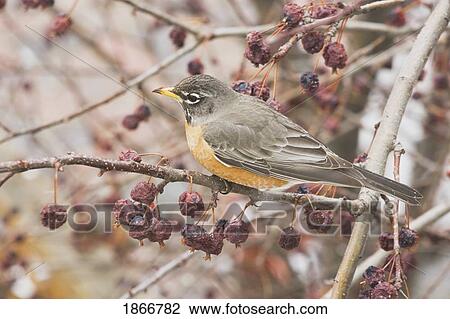 calgary, alberta, canada; robin in a tree with dried apples View Large Photo Image Stock Image - calgary, alberta, canada; robin in a tree with dried apples. Fotosearch