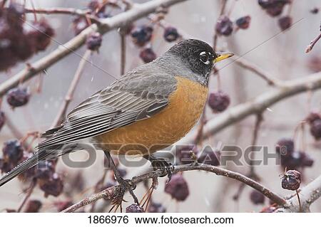 Stock Photograph - calgary, alberta, canada; robin in a tree with dried apples. Fotosearch