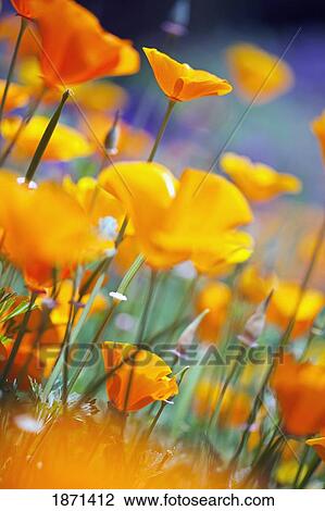 Stock Image - california poppies. Fotosearch