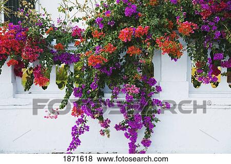 chipiona, andalusia, spain; flowers growing on a wall View Large Photo Image Stock Photo - chipiona, andalusia, spain; flowers growing on a wall. Fotosearch