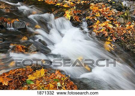 Stock Image - columbia river gorge national scenic area, oregon, united states of america; wahkeena creek in autumn. Fotosearch