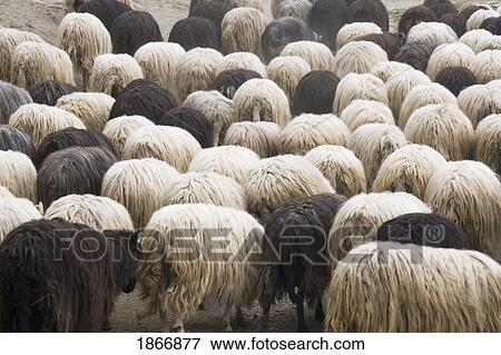 corte, corsica, france; a flock of sheep View Large Photo Image Stock Photo - corte, corsica, france; a flock of sheep. Fotosearch