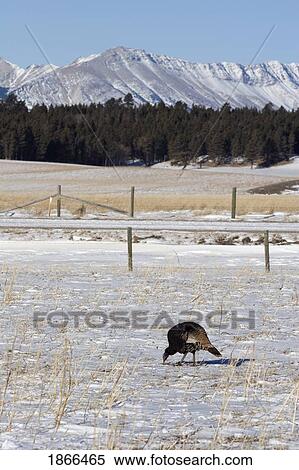 crowsnest pass, alberta, canada; a wild turkey (meleagris gallopavo) in a snow covered field with mountains in the background View Large Photo Image Stock Photography - crowsnest pass, alberta, canada; a wild turkey (meleagris gallopavo) in a snow covered field with mountains in the background. Fotosearch