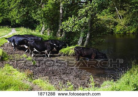 derbyshire, england; cows drinking from a river View Large Photo Image Stock Photo - derbyshire, england; cows drinking from a river. Fotosearch