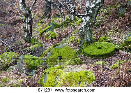 Stock Photo - derbyshire, england; moss covered millstones abandoned in the forest. Fotosearch