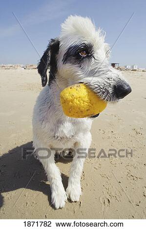 Stock Image - dog on the beach with a top in it's mouth. Fotosearch