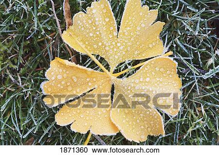 frost on a leaf in autumn View Large Photo Image Stock Image - frost on a leaf in autumn. Fotosearch