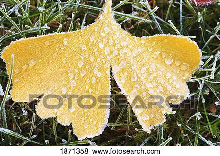 Stock Photo - frost on a leaf in autumn. Fotosearch