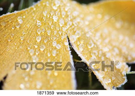 frost on a leaf in autumn View Large Photo Image Stock Photo - frost on a leaf in autumn. Fotosearch