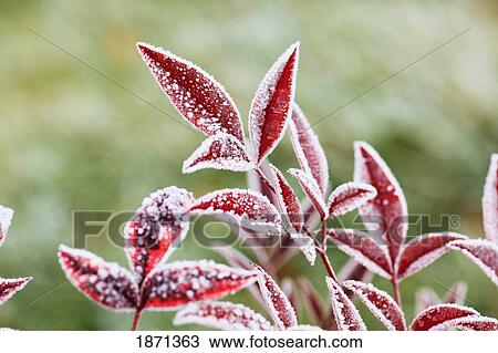 Stock Image - frost on autumn colored leaves. Fotosearch