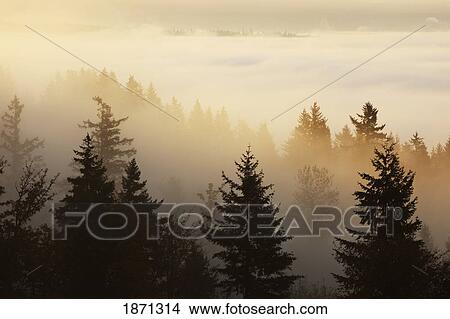 Picture - happy valley, oregon, united states of america; a forest in the valley with fog at sunrise. Fotosearch