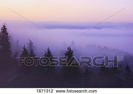 happy valley, oregon, united states of america; a forest in the valley with fog at sunrise View Large Photo Image Stock Image - happy valley, oregon, united states of america; a forest in the valley with fog at sunrise. Fotosearch