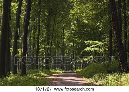 hillscheid, rheinland-pfalz, germany; a trail through beechwood forest View Large Photo Image Stock Photo - hillscheid, rheinland-pfalz, germany; a trail through beechwood forest. Fotosearch