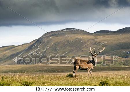 isle of islay, scotland; a deer standing in a field View Large Photo Image Stock Photo - isle of islay, scotland; a deer standing in a field. Fotosearch