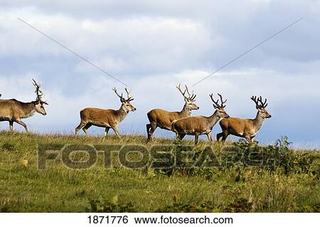 Stock Photograph - isle of islay, scotland; deer on the top of a hill. Fotosearch