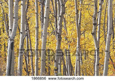 Stock Photograph - kananaskis country, alberta, canada; aspen trees in autumn. Fotosearch