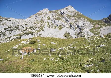 Picture - maurach, austria; cattle on a mountain meadow slope. Fotosearch
