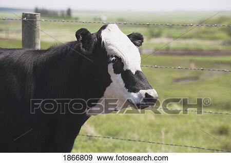 moseleigh, alberta, canada; cow beside a fence View Large Photo Image Stock Photo - moseleigh, alberta, canada; cow beside a fence. Fotosearch