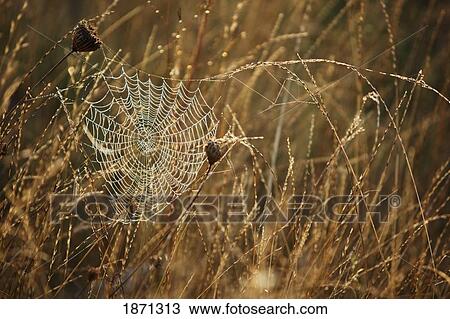 mount hood, oregon, united states of america; dew on a spider web View Large Photo Image Stock Image - mount hood, oregon, united states of america; dew on a spider web. Fotosearch