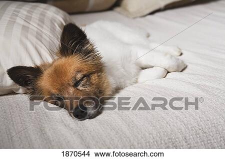nashville, tennessee, united states of america; a dog sleeping on a bed View Large Photo Image Picture - nashville, tennessee, united states of america; a dog sleeping on a bed. Fotosearch
