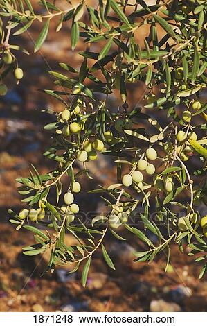 Stock Photo - new olives on their branches. Fotosearch