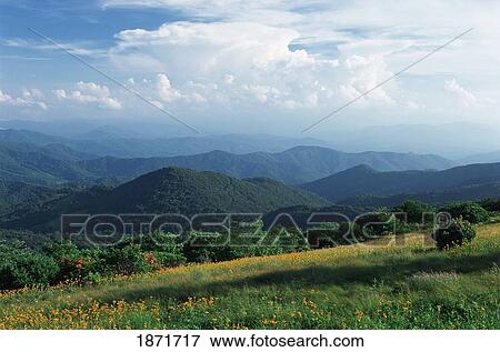 north carolina, united states of america; anvil storm clouds build over the blue ridge mountains and a field of ragwort wildflowers along the appalachian trail View Large Photo Image Stock Photo - north carolina, united states of america; anvil storm clouds build over the blue ridge mountains and a field of ragwort wildflowers along the appalachian trail. Fotosearch