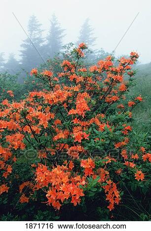 Stock Photograph - north carolina, united states of america; flame azalea (rhododendron calendulaceum) in the fog on heath bald along the appalachian trail on roan mountain. Fotosearch