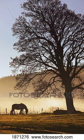 northumberland, england; a horse grazing in a field View Large Photo Image Stock Photograph - northumberland, england; a horse grazing in a field. Fotosearch