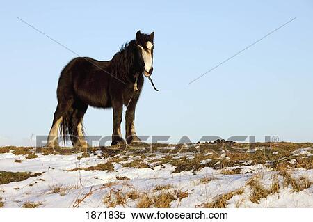northumberland, england; a horse standing on a snow covered field View Large Photo Image Stock Photography - northumberland, england; a horse standing on a snow covered field. Fotosearch