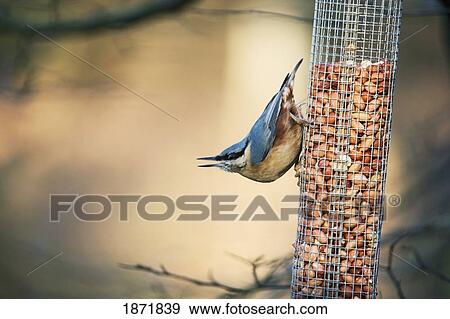 northumberland, england; a nuthatch (sitta) View Large Photo Image Stock Photo - northumberland, england; a nuthatch (sitta). Fotosearch
