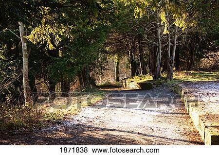 Stock Photo - northumberland, england; a path leading towards the forest. Fotosearch