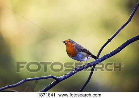 northumberland, england; a robin sitting on a tree branch View Large Photo Image Stock Image - northumberland, england; a robin sitting on a tree branch. Fotosearch