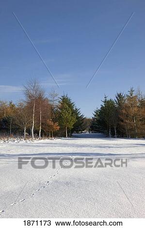 northumberland, england; a snowy path leading through the forest View Large Photo Image Stock Image - northumberland, england; a snowy path leading through the forest. Fotosearch
