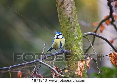 northumberland, england; a tit (paridae) sitting on a tree branch View Large Photo Image Stock Image - northumberland, england; a tit (paridae) sitting on a tree branch. Fotosearch