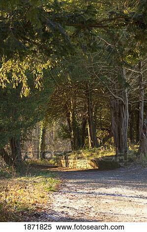 Stock Photography - northumberland, england; a trail through the forest. Fotosearch