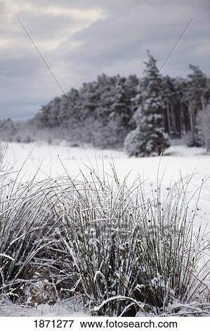 Stock Photo - northumberland, england; a winter landscape. Fotosearch