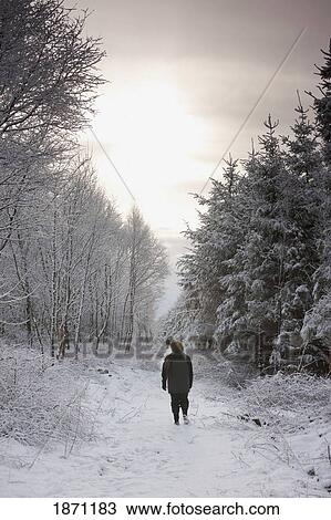 northumberland, england; a woman walking down a snowy path through a forest View Large Photo Image Stock Image - northumberland, england; a woman walking down a snowy path through a forest. Fotosearch