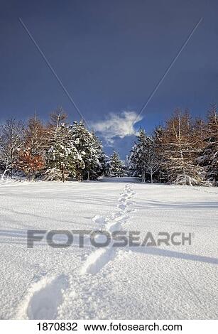 northumberland, england; footprints in the snow View Large Photo Image Stock Image - northumberland, england; footprints in the snow. Fotosearch