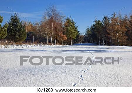 northumberland, england; footprints in the snow View Large Photo Image Stock Image - northumberland, england; footprints in the snow. Fotosearch