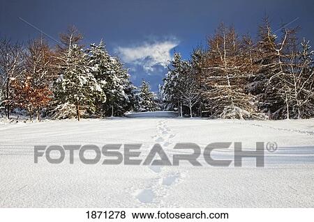 Stock Photo - northumberland, england; footprints in the snow. Fotosearch