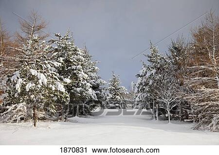 northumberland, england; snow-covered trees in the winter View Large Photo Image Stock Image - northumberland, england; snow-covered trees in the winter. Fotosearch